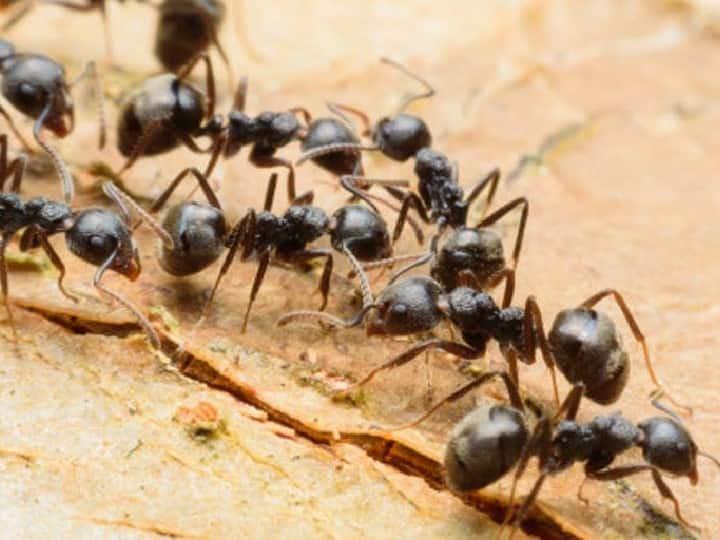 घर के अंदर काली चींटी आने से क्या होता है?
