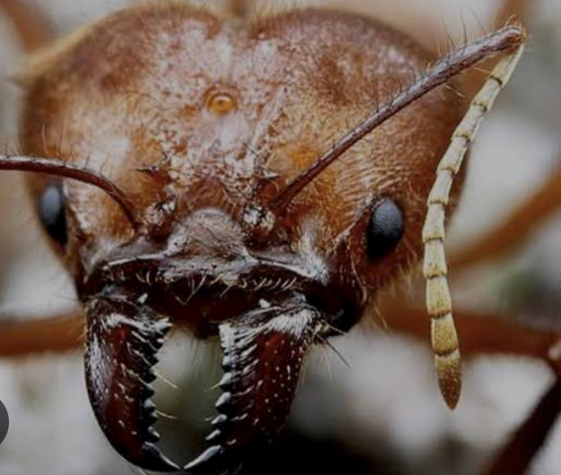 चींटियों के कितने दांत होते है? 
