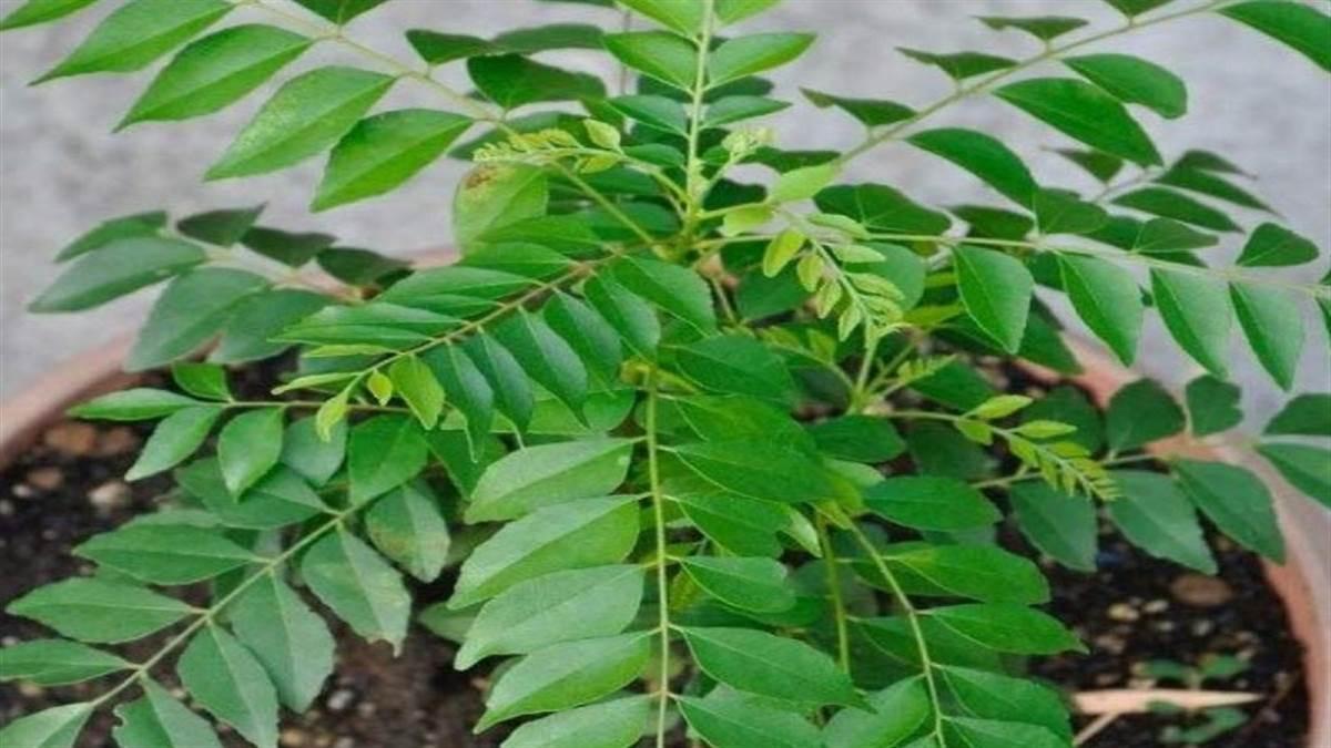 कड़वे नीम को मीठा कैसे करें?