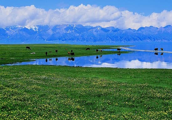 न्यूजीलैंड