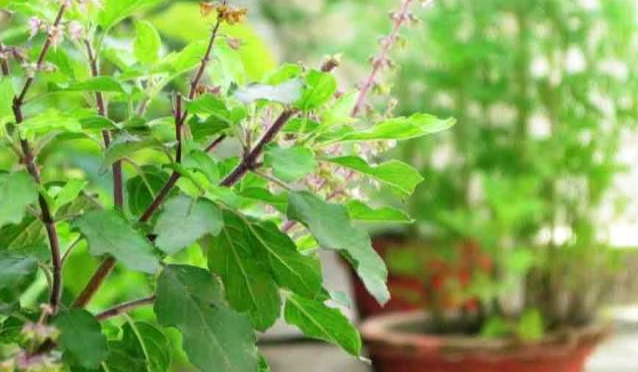 तुलसी का पौधा सूख जाने पर कौन सा पाउडर डालना चाहिए जिससे वह पौधा हरा भरा हो जाए?
