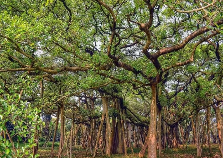 दुनिया का सबसे बड़ा बरगद का पेड़ कहां पर स्थित है?