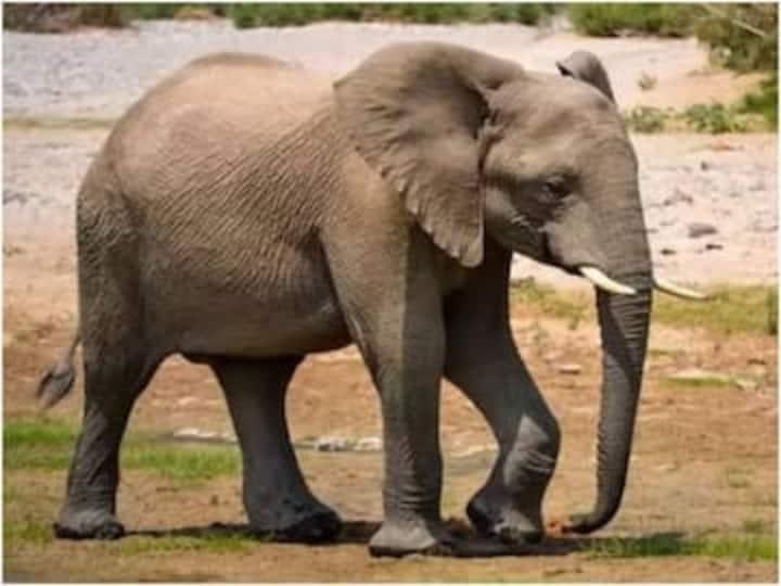 हाथी के बच्चे का वजन कितना होता है?