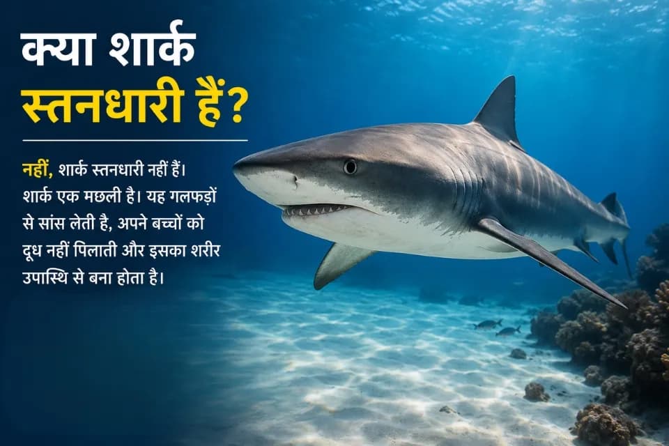 क्या शार्क स्तनधारी हैं? समुद्र में तैरती शार्क की वास्तविक तस्वीर जो दिखाती है कि शार्क एक मछली है, स्तनधारी नहीं।