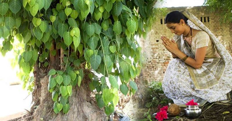 शनिवार को पीपल के पेड़ में कच्चा दूध चढ़ाने के क्या फायदे हैं ?